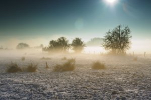 Weiland in het natuurgebied Amerongse Bovenpolder