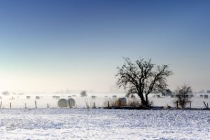 Weiland in het natuurgebied Amerongse Bovenpolder