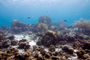 Bonaire National Marine Park