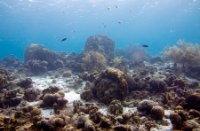 Bonaire National Marine Park, Bonaire National Marine Park