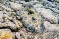 Bonaire National Marine Park, Bonaire National Marine Park