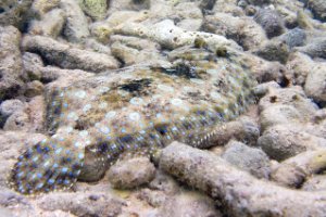 Bonaire National Marine Park