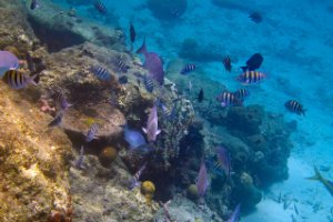 Bonaire National Marine Park