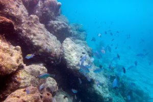 Bonaire National Marine Park