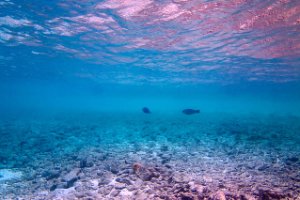 Bonaire National Marine Park