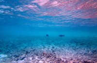 Bonaire National Marine Park, Bonaire National Marine Park