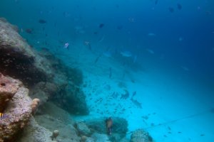 Bonaire National Marine Park