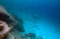 Bonaire National Marine Park, Bonaire National Marine Park