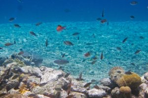 Bonaire National Marine Park