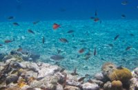 Bonaire National Marine Park, Bonaire National Marine Park