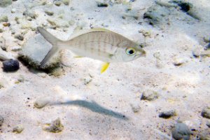 Bonaire National Marine Park