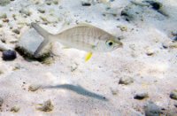 Bonaire National Marine Park, Bonaire National Marine Park