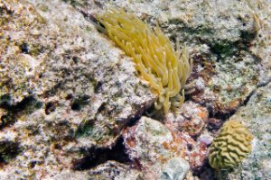 Bonaire National Marine Park