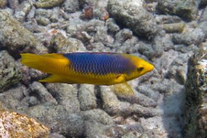 Bonaire National Marine Park