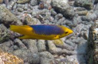 Bonaire National Marine Park, Bonaire National Marine Park