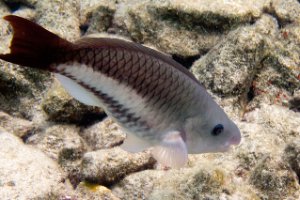 Bonaire National Marine Park