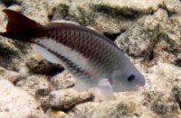 Bonaire National Marine Park, Bonaire National Marine Park