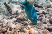 Papegaai vissen - Bonaire National Marine Park, Bonaire National Marine Park