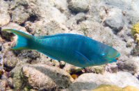 Papegaai vis - Bonaire National Marine Park, Bonaire National Marine Park