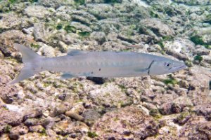 Bonaire National Marine Park