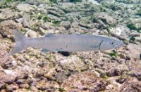 Bonaire National Marine Park, Bonaire National Marine Park