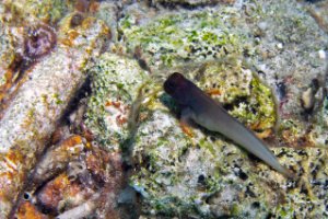 Bonaire National Marine Park