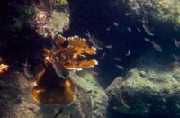 Bonaire National Marine Park, Bonaire National Marine Park