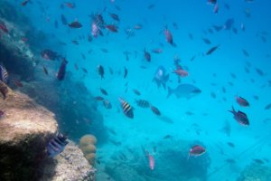 Bonaire National Marine Park