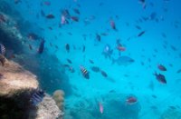 Bonaire National Marine Park, Bonaire National Marine Park