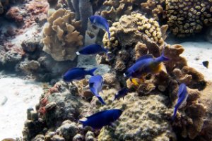 Bonaire National Marine Park