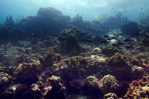 Bonaire National Marine Park