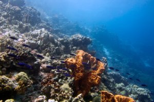 Bonaire National Marine Park