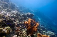 Bonaire National Marine Park, Bonaire National Marine Park