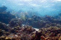 Bonaire National Marine Park, Bonaire National Marine Park