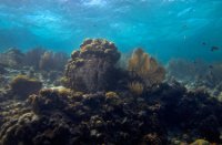 Bonaire National Marine Park, Bonaire National Marine Park