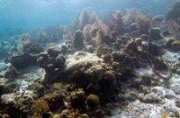 Bonaire National Marine Park, Bonaire National Marine Park