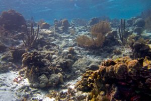 Bonaire National Marine Park