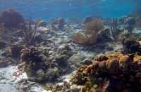 Bonaire National Marine Park, Bonaire National Marine Park