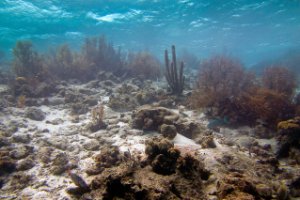 Bonaire National Marine Park