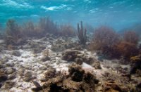 Bonaire National Marine Park, Bonaire National Marine Park