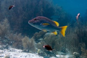 Bonaire National Marine Park