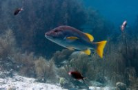 Bonaire National Marine Park, Bonaire National Marine Park