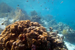 Bonaire National Marine Park