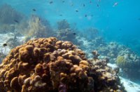 Bonaire National Marine Park, Bonaire National Marine Park