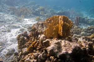 Bonaire National Marine Park