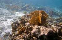 Bonaire National Marine Park, Bonaire National Marine Park