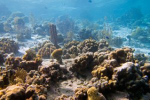 Bonaire National Marine Park