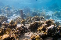 Bonaire National Marine Park, Bonaire National Marine Park