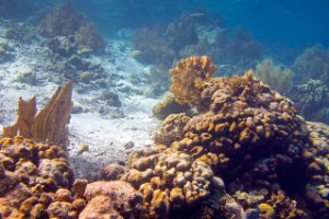 Bonaire National Marine Park