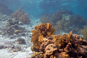 Bonaire National Marine Park